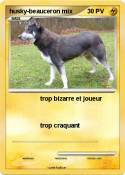 husky-beauceron