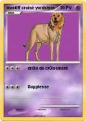 mastiff croisé