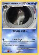 Gatto in