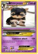 Cute puppy