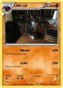Little cat