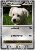 petit chien