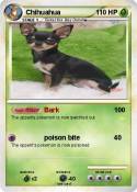 Chihuahua
