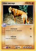 chien sauvage