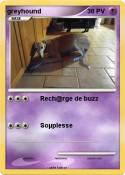 greyhound