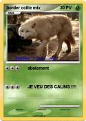 border collie