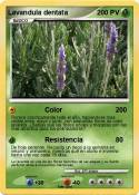 Lavandula denta