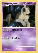 husky-beagle