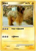 briard