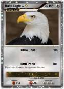 Bald Eagle