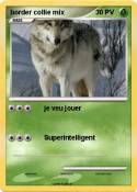 border collie