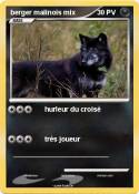 berger malinois