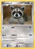 raccoon