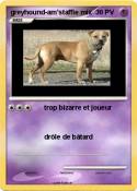 greyhound-am'staffie