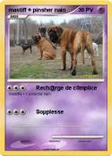 mastiff + pinsh