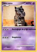 cane corso