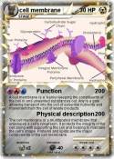cell membrane