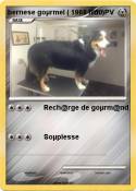 bernese