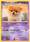 boo the dog