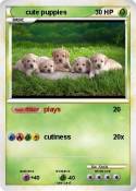 cute puppies