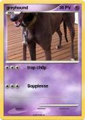 greyhound