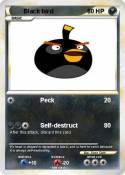 Black bird