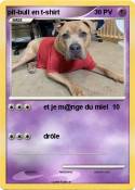pit-bull en
