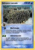 Heliopora coeru