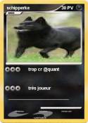 schipperke