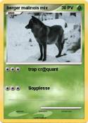 berger malinois