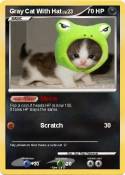 Gray Cat With