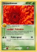 Chrysanthemum