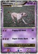 Wild Puppy