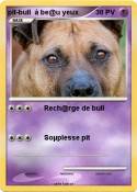 pit-bull à be@u
