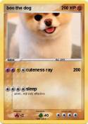 boo the dog