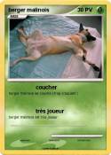 berger malinois
