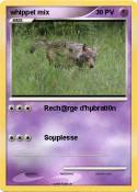 whippet mix