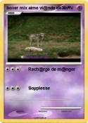 boxer mix aime
