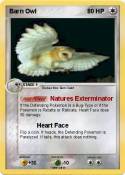 Barn Owl