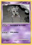 schnoodle