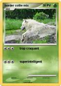 border collie