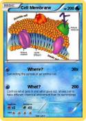 Cell Membrane