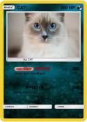 CAT!