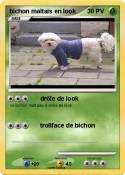 bichon maltais