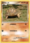 tortue