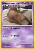 galgo espagnol