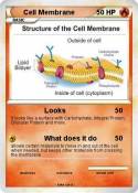 Cell Membrane