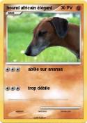 hound africain