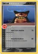 bat cat