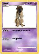 mastiff
